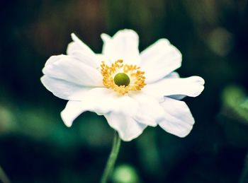 Close-up of flower blooming outdoors