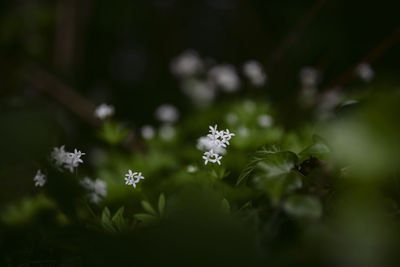 Close-up of white flowering plants in park