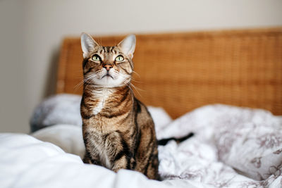 Cat resting on bed at home