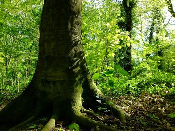 Trees in forest