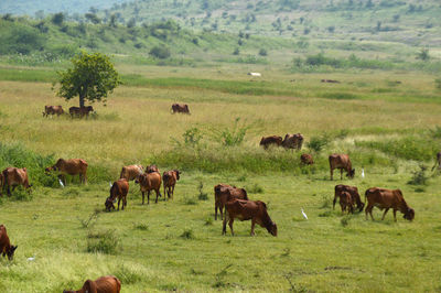 Horses in a field