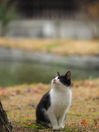 Close-up of cat sitting on grass