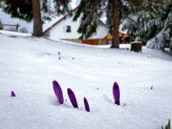 Crocuses coming out of the snow in spring with cabin in the background