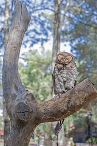 Baby owl bird on a tree