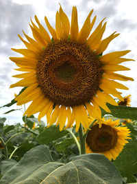 Close-up of sunflower on field against sky