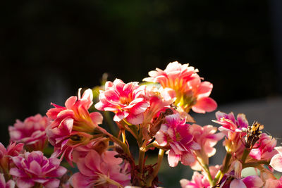 Close-up of pink flowers