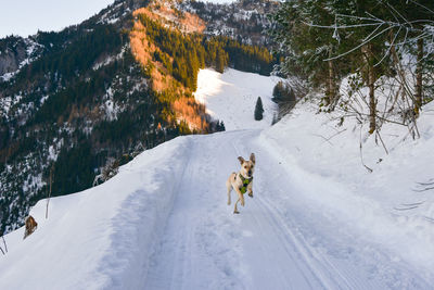 Snow covered mountain