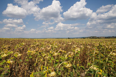 Scenic view of agricultural field against sky