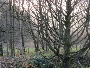 Trees in forest