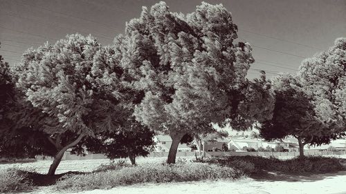 Trees against sky during winter