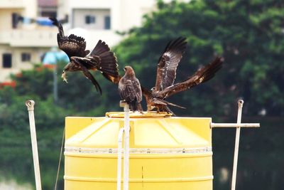 Close-up of birds flying