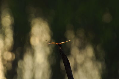 Close-up of grasshopper