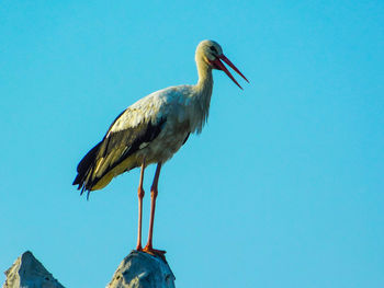 Close-up of bird perching against clear blue sky