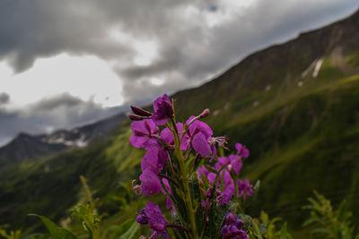 Close-up of purple flowers against sky