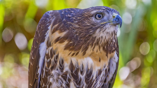 Close-up of red shoulder hawk