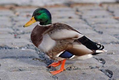 Close-up of birds