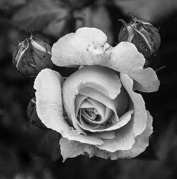 Close-up of pink rose