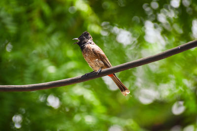 Close-up of bird perching on branch