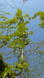 Low angle view of ivy growing on tree against sky