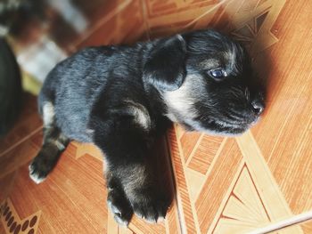 High angle view of puppy relaxing on hardwood floor