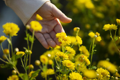 Low section of person holding yellow flowering plant on field