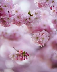 Close-up of pink cherry blossom tree