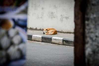 Dog on stone wall