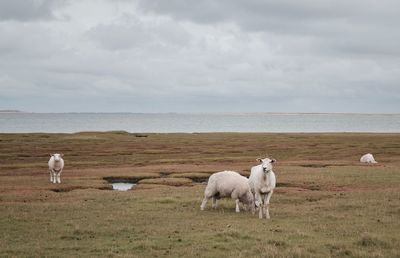 Sheep standing on landscape by sea against sky