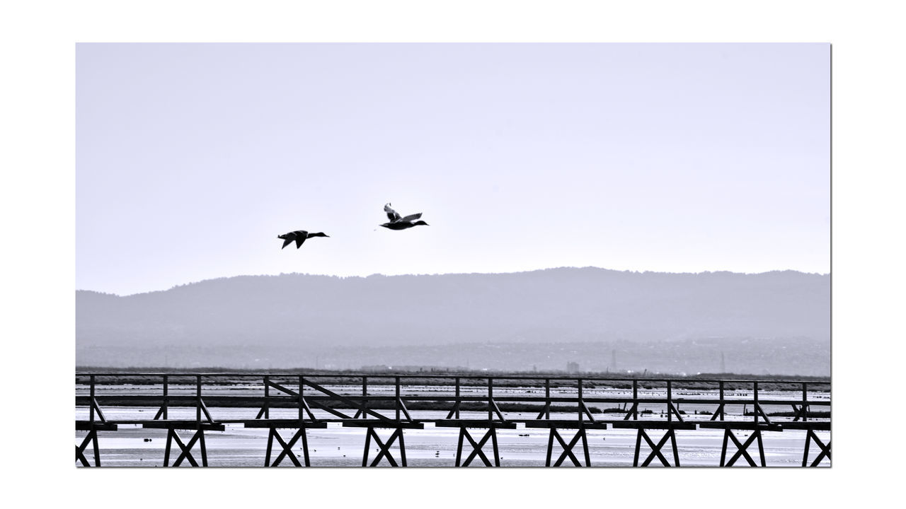 SILHOUETTE BIRDS FLYING IN THE SKY