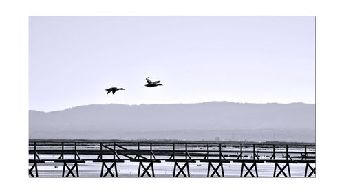 Silhouette birds flying over sea against sky