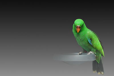 Close-up of parrot perching on black background