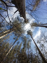 Low angle view of trees in forest against sky