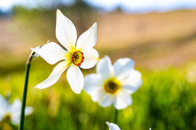 Freshly blooming white wild daffodils, photographed close up in the mountains.