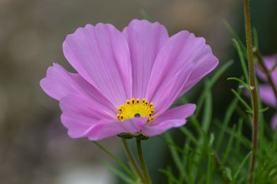Close-up of purple cosmos flower