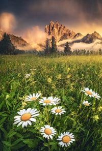 View of flowering plants on field against sky