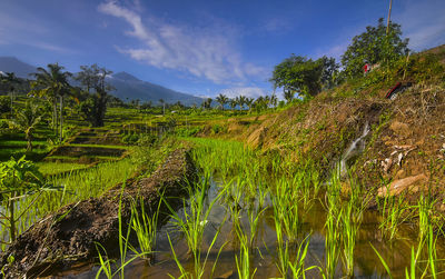 Scenic view of agricultural field against sky