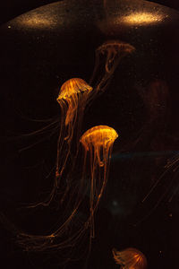 Close-up of jellyfish against black background