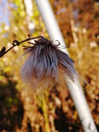 Close-up of bird perching on plant