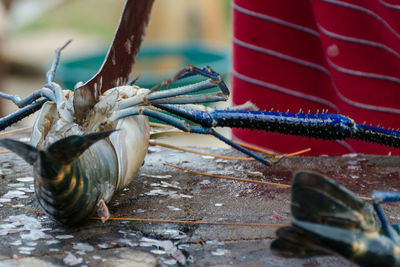 Seafood cuts - cooking spiny lobster. chef hand with a knife cuts fresh langoustine.