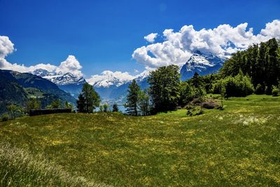 Scenic view of field against sky