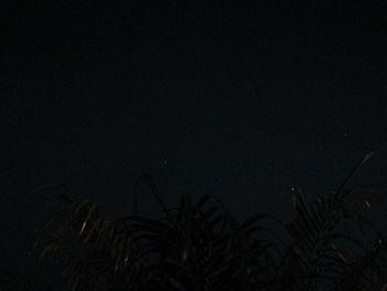 Close-up of silhouette plants against sky at night