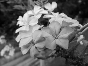Close-up of flowers