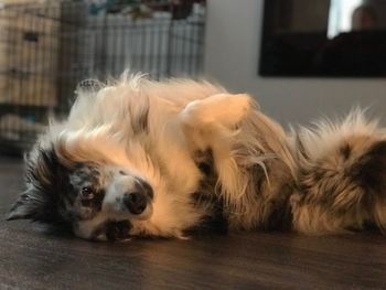 Portrait of a dog resting