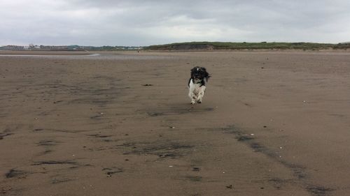 Dog standing on landscape against sky