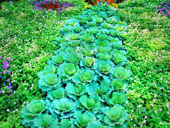 Full frame shot of plants