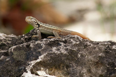 Close-up of lizard on rock