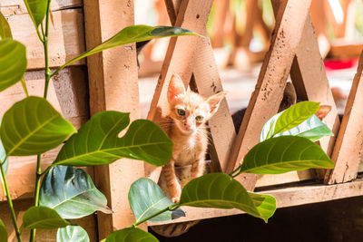 A young kitten playing in a fence