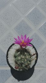 Pink flower in water