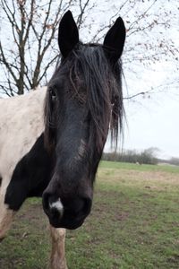 Horse standing in a field