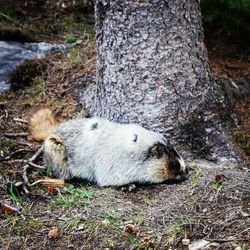 Close-up of sheep on tree trunk in forest